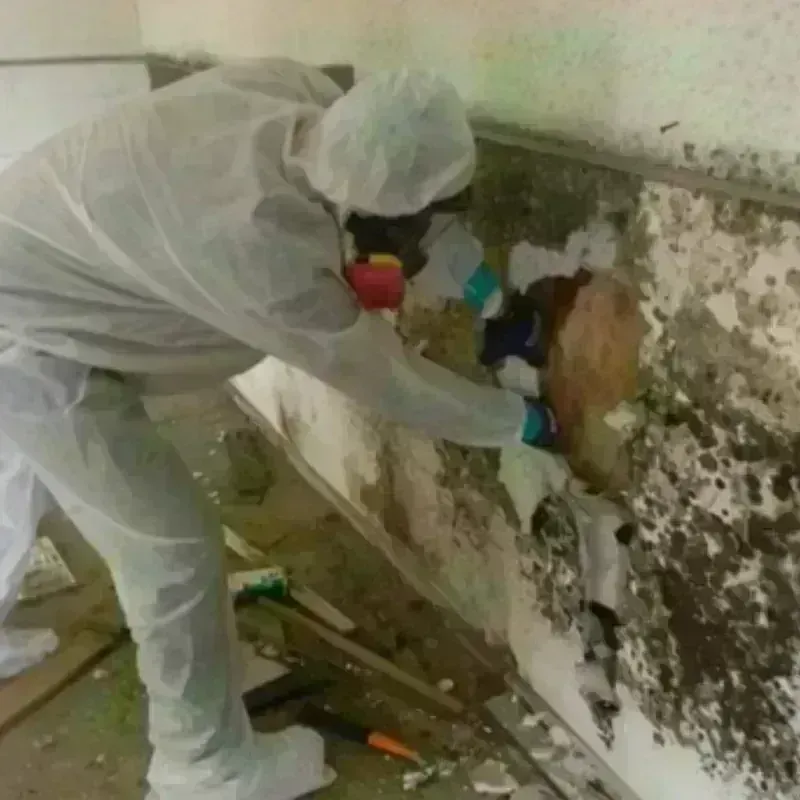 Mold Remediation and Removal in Lake Worth, FL